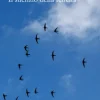 Il silenzio della felicità